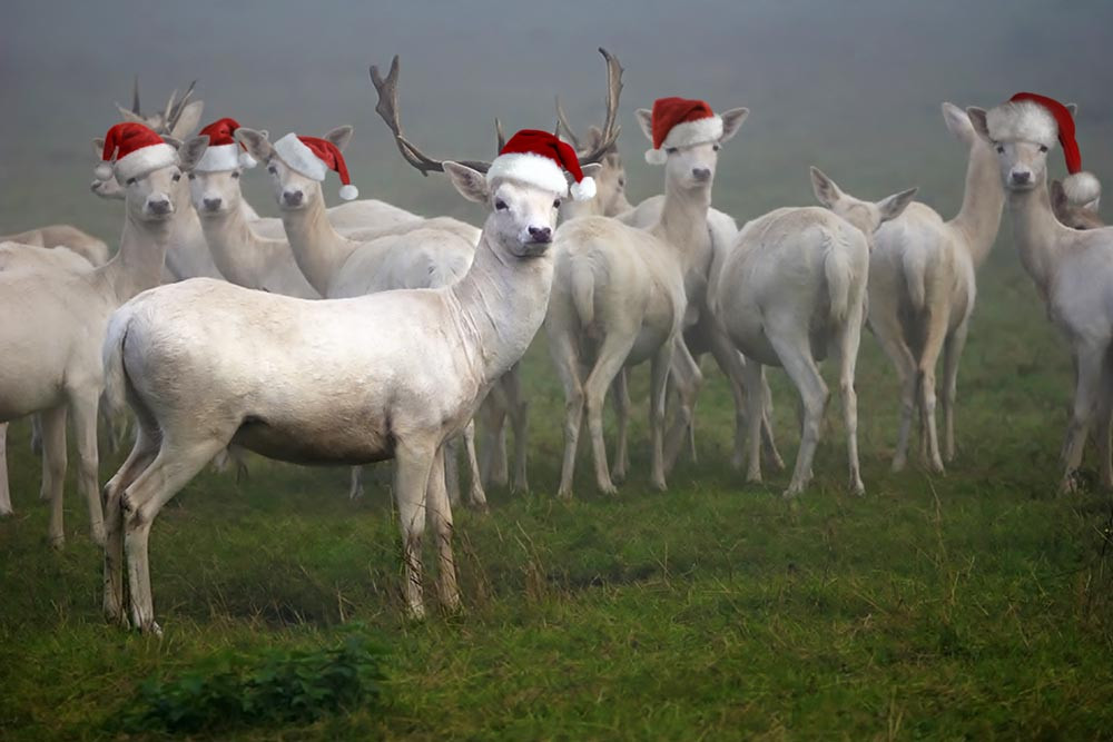 Hirsche-mit-neuen-Muetzen